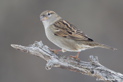 House Sparrow bird appearance