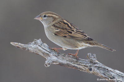 House Sparrow bird diet
