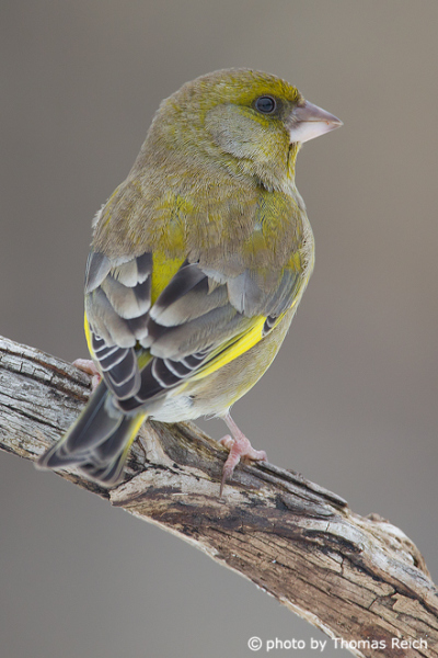 European Greenfinch from behind