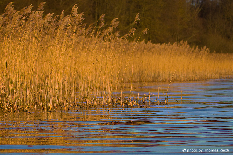 Reed belt at lake Kummerow, Mecklenburg Switzerland