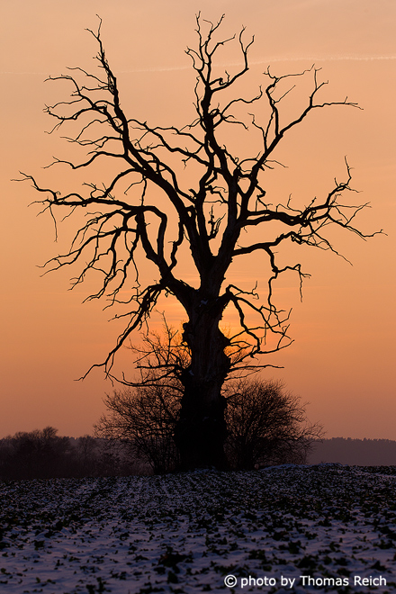 Old, dead oak in Winter