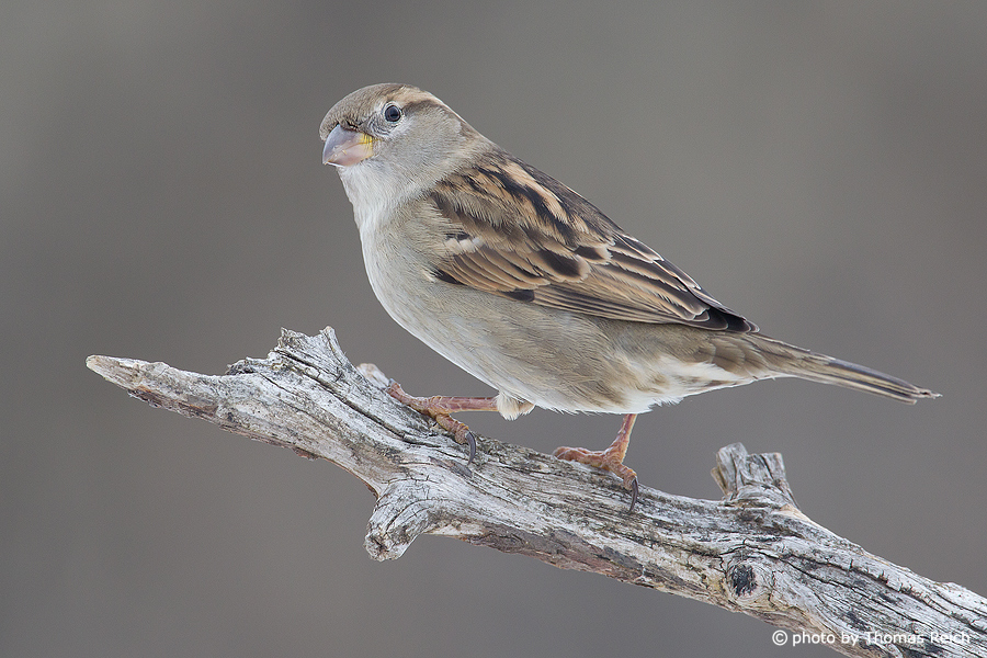 House Sparrow bird appearance