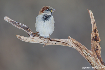 House Sparrow beak