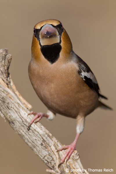 Hawfinch voice