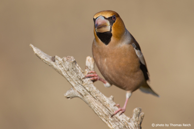 Hawfinch bird from the front