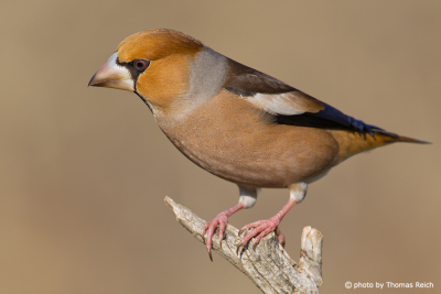 Hawfinch song