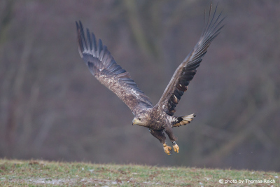 Young flying white-tailed Eagle in winter