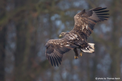 Young White-tailed Eagle approaching for landing