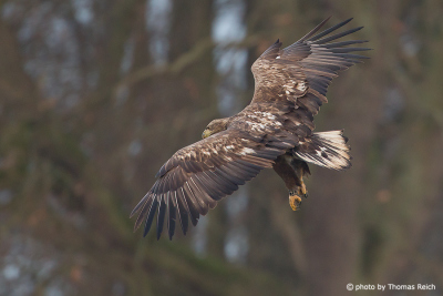 White-tailed Eagle learn to grasp