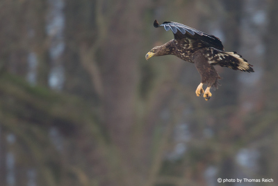 Young White-tailed eagle swooping