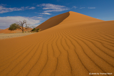 Scenic dunes of Sossusvlei
