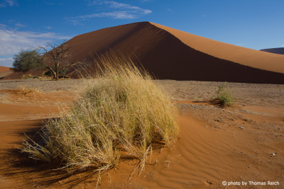 High sand dune Sossusvlei