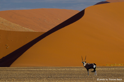 Oryx antelope in front of sand dune, Sossusvlei