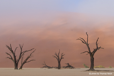 Excursion Deadvlei Desert Namibia
