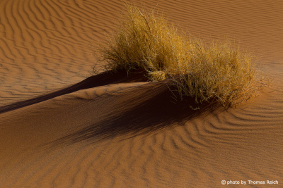 Sossusvlei dunes and grass