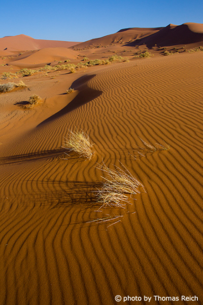Line patterns in the sand Namibia