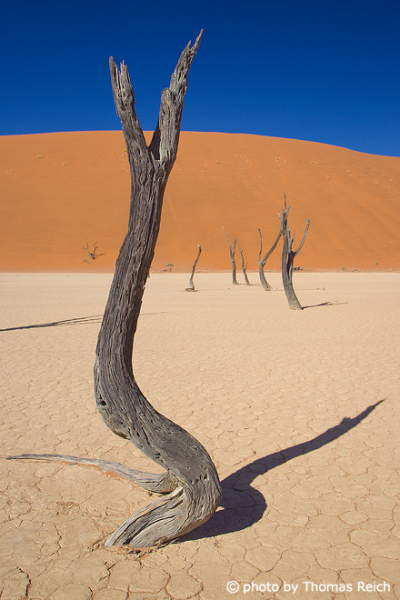 Deadvlei and red dunes