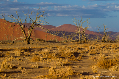 Bäume Sossusvlei Namib Wüste