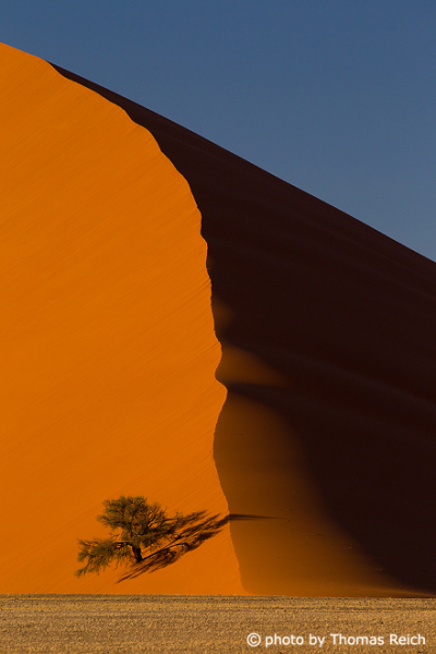 Dune and tree Sossusvlei