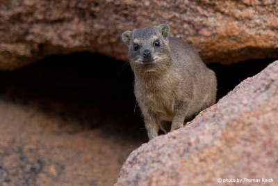 Rock Hyrax in front of a cave