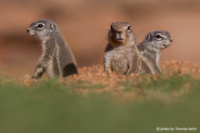 Group of Cape Ground Squirrels