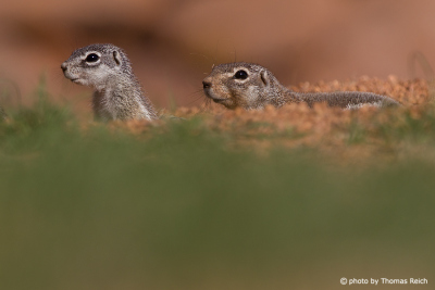 Colony of Cape Ground Squirrels in South Africa