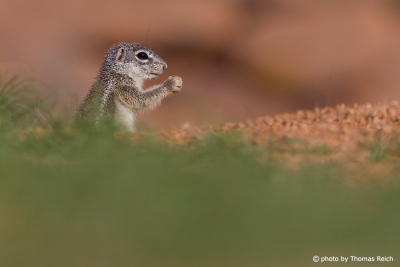 Cape Ground Squirrel appearance
