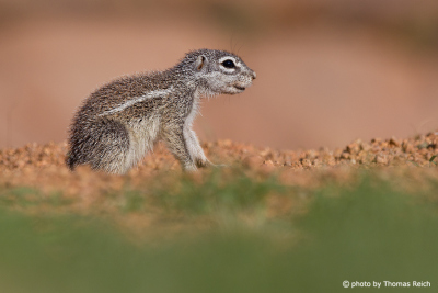 Cape Ground Squirrel searching for food