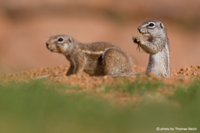 Cape Ground Squirrels eating