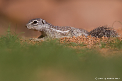 Cape Ground Squirrel animal