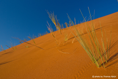 dune grass Tiras Mountains
