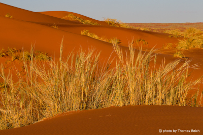 Namib desert Tiras Mountains