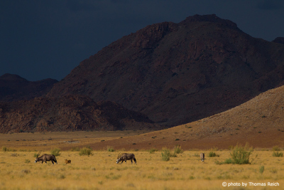 Oryxantilopen Namib Naukluft Park