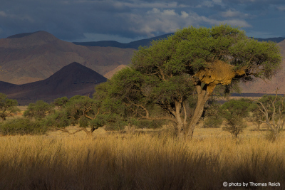 Landscape Namib Naukluft Park