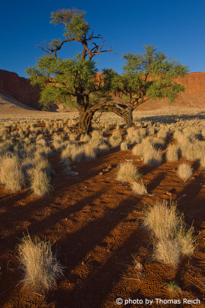 Bush landscape Namib-Naukluft National Park