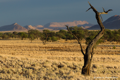 Trees Namib-Naukluft National Park
