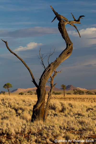 Vertrockneter Baum im Namib Naukluft Park