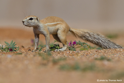 Cape Ground Squirrel tail