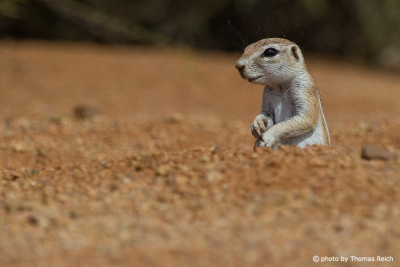 Curious Cape Ground Squirrel, Namibia