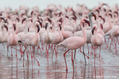 Flamingo Füße