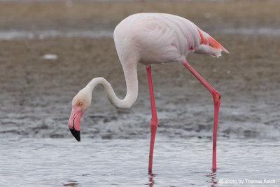 Flamingo Sandwich Harbour Lagune, Namibia