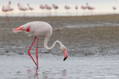 Flamingo searching for food