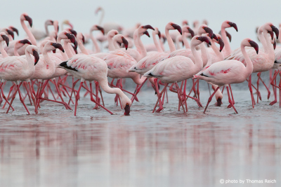 Pink Flamingos Walvis Bay, Namibia
