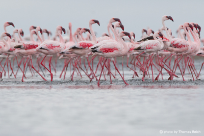 Flamingo birds wading