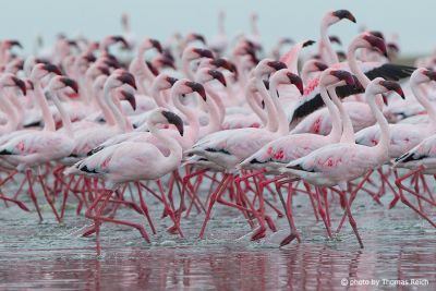 Rosa Flamingos in echt, Namibia