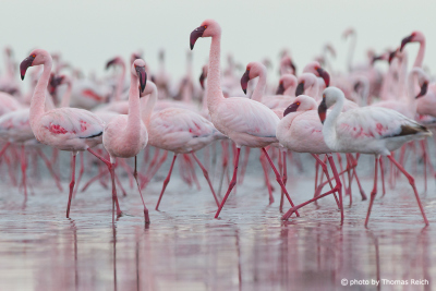 Pink Flamingos in shallow waters