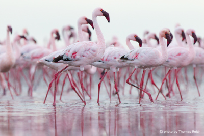 Gruppe Pink Flamingos
