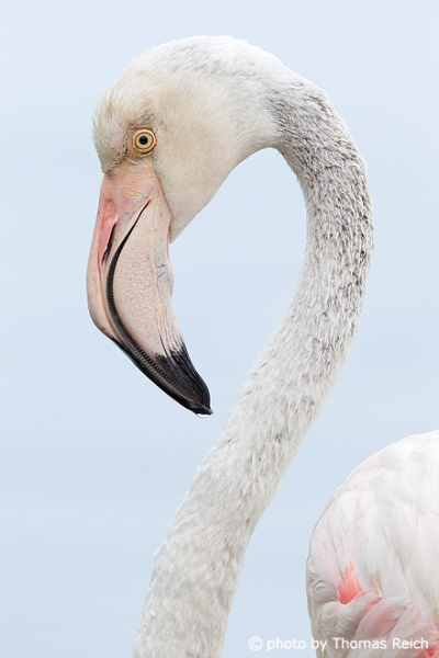 Flamingo beak
