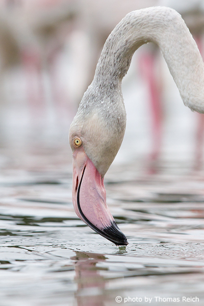 Flamingo animal