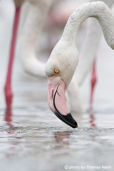 Flamingo diet